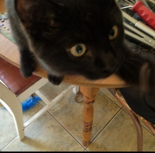 A curious mortal