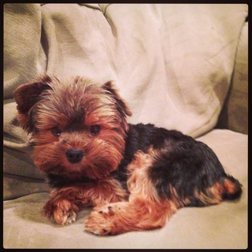 Sherbomb05's profile picture. Lover of God and all pretty things☀️