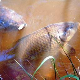 Fishing from 6yrs old started targeting carp at 13 attended Sparsholt College About to start a part time course in journalism.