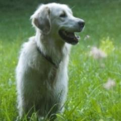 Ein Erziehungshalsband ist oft ein wichtiger Helfer bei der Hundeerziehung. Mehr Infos auf meiner Website