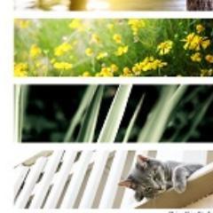 가족|고양이|사진