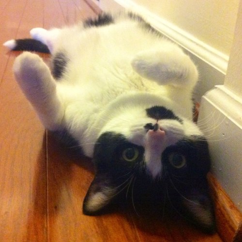 JozyKitty's profile picture. Jozy | The DC City Kitty