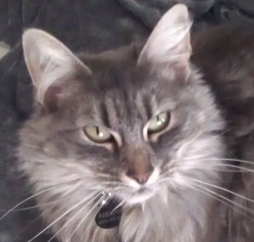 NevaKitty's profile picture. 