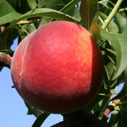 SparkysPeaches's profile picture. 