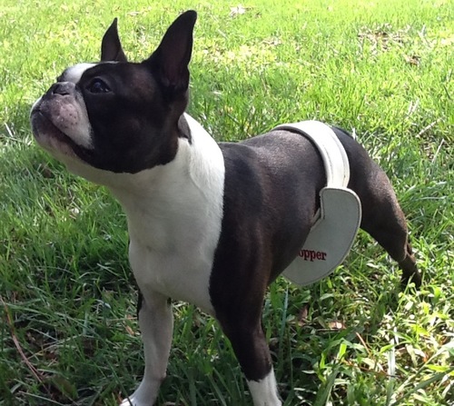 STUD STOPPER is a VET APPROVED non-surgical male dog birth control alternative if neutering isn't a viable option. NO MORE SEPARATING YOUR DOG'S.