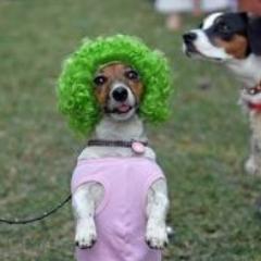 dierengrappige's profile picture. 