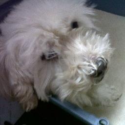 Arsimaria's profile picture. Soy pasajera del mundo,
viajo  con mi voz y mis deseos
para no  cargar ningún peso. 
(Madre y eterna soñadora.)
Lic. Letras. UCAB. Vzla.