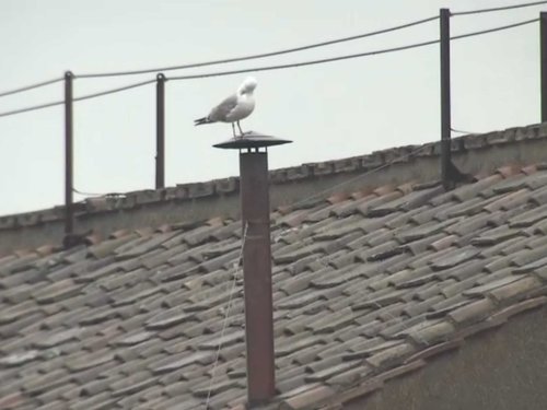 Bird with The Word. Ready to light up.