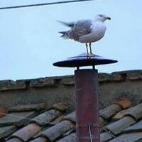 Vatican Seagull (@_vaticanseagull) 's Twitter Profile