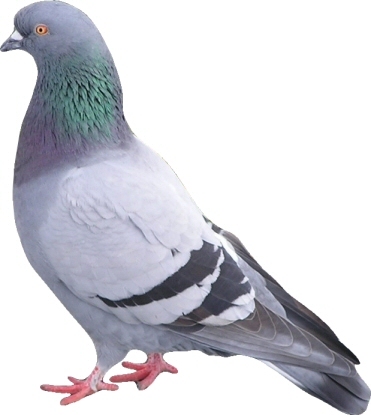 PigeonVatican's profile picture. Catholic Pigeon of a Mission