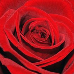 GvdVdp's profile picture. 