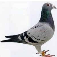 الحمام الزاجل (@hgplhl) 's Twitter Profile