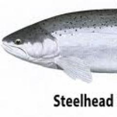 dirty_bills's profile picture. Professional fishing guide in Upstate New York specializing in Steelhead, salmon and brown trout. #dirtybillsguidesvc #nysoga #onlyinaltmar