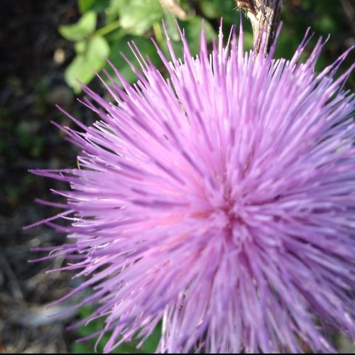 BeekeepDaughter's profile picture. All natural honey in Fort Worth from my dad's farm in San Saba, Texas. #honey #bees #farming #beekeeping