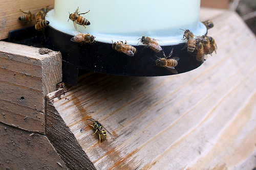 Our company can help you with a huge array of pest problems. We offer all kinds of pest services, pest control and extermination. (609) 649-2958