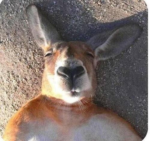 happyRL's profile picture. Por cada caracter que pongo en mi biografía un japonés se suicida.