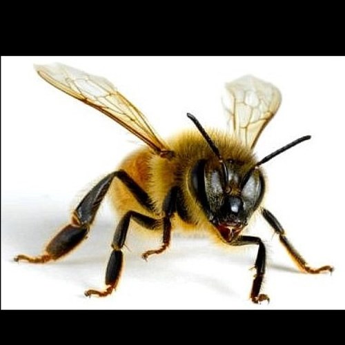 buzzin off the bee life