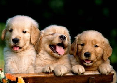 if you don't like golden retrievers .... then fuck you