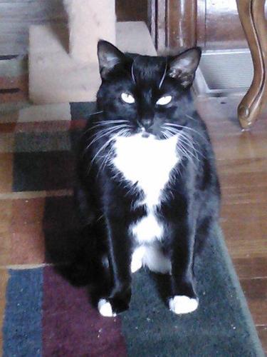 Meowing my way to the top. #TeamFollowBack