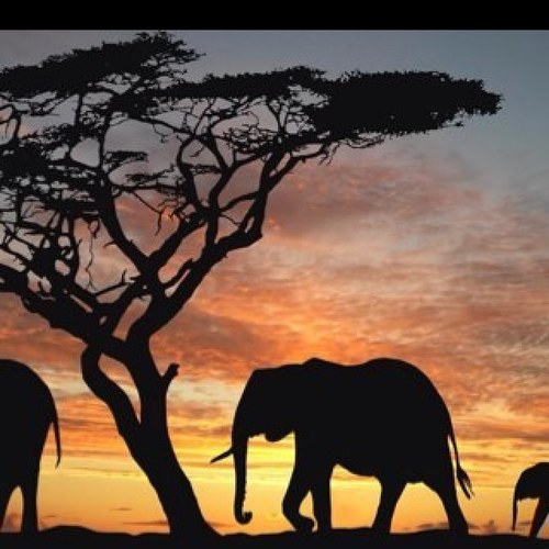 kamp321's profile picture. 