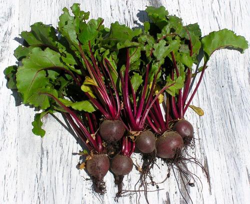 growurbansprout's profile picture. simply growing veggies in small spaces   - easily, effectively and enjoyably http://t.co/V3WByvPeUw