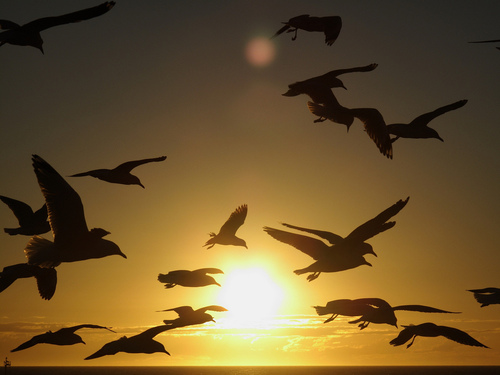 rainbonana's profile picture. Information about living in Brisbane and learning English