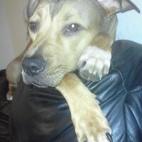 Roxy (@seminolebucrays) 's Twitter Profile