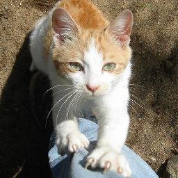 猫とフライフィッシング、ウクレレを愛するおじさんです。２０１１年３月１１日の東日本大震災・東電福島第一原発の過酷事故により避難を強いられました。避難ひと月後に愛猫を無事救出。７年４月の避難生活を経て福島に帰還。