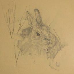 Daffodilmn's profile picture. 