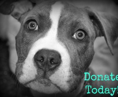 W. PA Humane Society