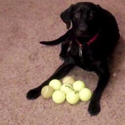 Hi, how are you? I'm a 3 year old black lab that loves my life. I love to run, train, swim, play in the snow, heck I love it all. Check Out My Website.