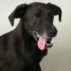 JoCoDogWalking's profile picture. Local dog walking - Pet services jocodogwalking@gmail.com