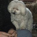 Diamond Dog - @DjDiamondDoggyD - Twitter