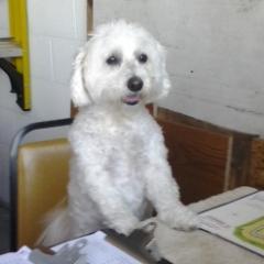 longlivepuppies's profile picture. We love cute puppies and showing pictures of them.