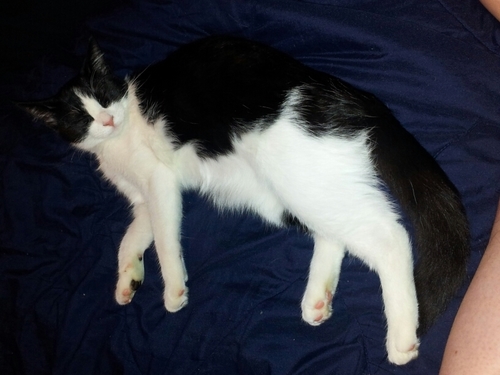 OpalTheKitty's profile picture. I'm a kitty who loves technology. It's inevitable that I joined Twitter.  Hello!  Younger sisfur to @christmaskitteh.  P.S. I follow back all anipals.