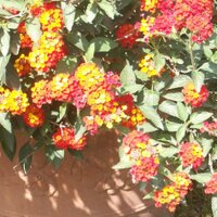 Kristen Fowler (@kmf903) 's Twitter Profile