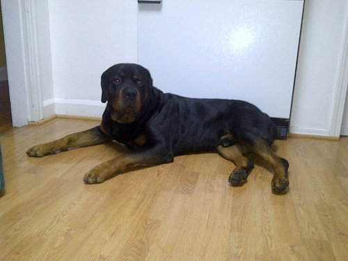 SSWilson's profile picture. Dog lover / / MMA Enthusiast