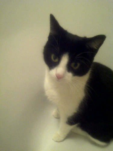 WBA_Tracy's profile picture. 