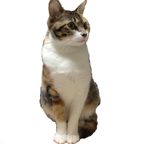 猫と主婦☕︎