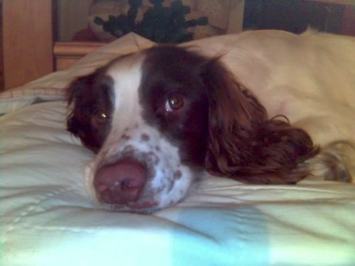 mother of spaniels, retired NHS nurse, not old thankfully, about to get very busy!