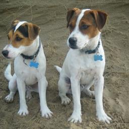 We are 2 Parson Jack Russell Terriers, Loving the countryside although they keep us well away from the chickens, cant think why! Members of the best #JRTgang