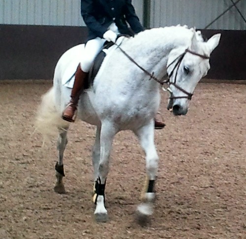 Love mine horses Boreas Empire & Nicoo