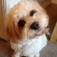 Bailey (@msbaileybutton) 's Twitter Profile