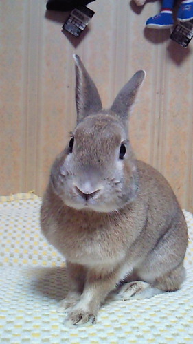 大好きな『ふなっしー』に会いたくてTwitter始める 2013.03.14 足らないものより恵まれたものを数え楽しい思い出を沢山作りたい♪