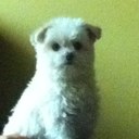 Bentley Rose - @Bentleydrinks - Twitter