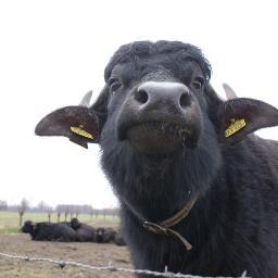 Ik ben Buffel Brechtje, volgens mijn baas de liefste buffel van Nederland. Ik geef Biologische buffelmelk en daar maakt de ijsmaakster dan weer heerlijk ijs van
