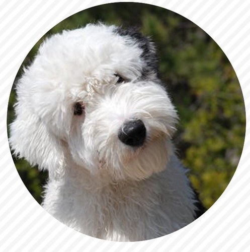 The Old English Sheepdog is on the endangered list to becoming extinct, help us raise awareness and stop this.