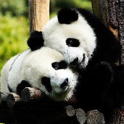 PandaCams's profile picture. We tweet the Edinburgh Zoo Panda-Cam in real time. Not associated with Edinburgh Zoo. See the cam here for yourselves;

http://t.co/eG5lcLcyph