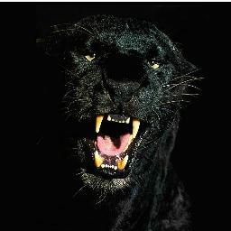 Piolin38Jesus's profile picture. 