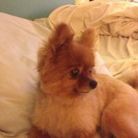 Kathlene Douglas (@chattykat57) 's Twitter Profile